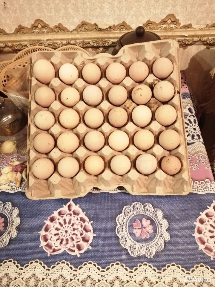 Инкубационные яйца купить на Зозу.ру - фотография № 2