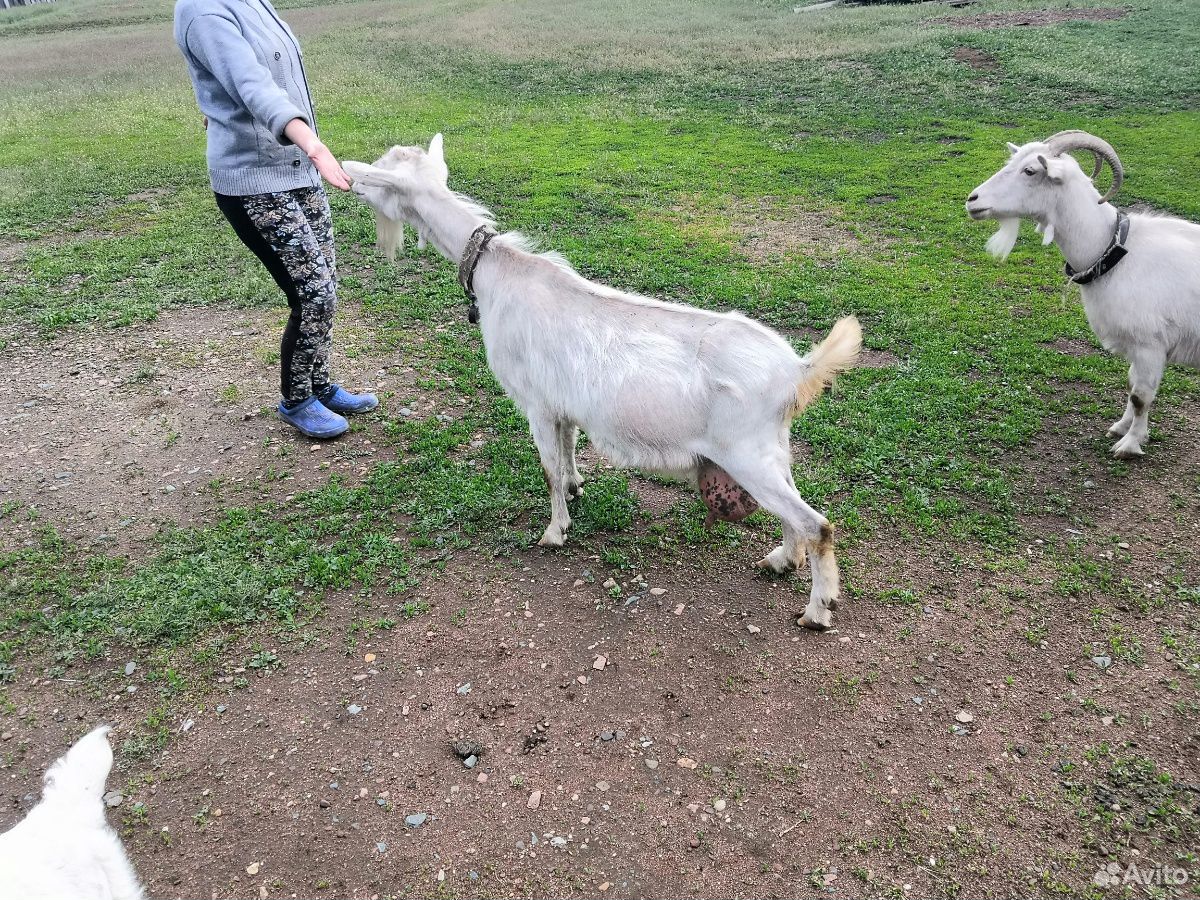 Продаются козлята от доенной козы купить на Зозу.ру - фотография № 4