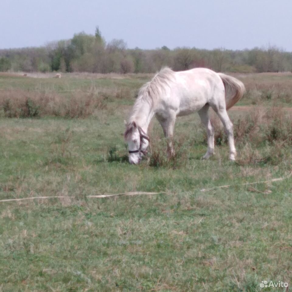 Лошадь Анжела купить на Зозу.ру - фотография № 3
