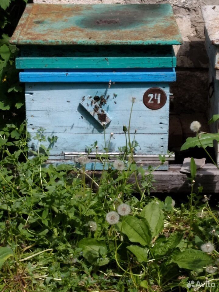 Пчелы семьи с ульями купить на Зозу.ру - фотография № 1