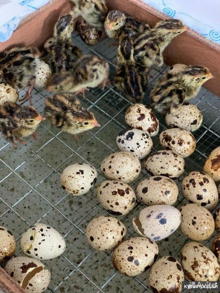 Инкубационные Яйца перепелиные купить на Зозу.ру - фотография № 1