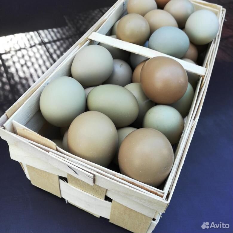 Яйца фазана купить. Яйцо фазана. Яйца фазан яйца. Размер фазаньего яйца. Размер яйца фазана.