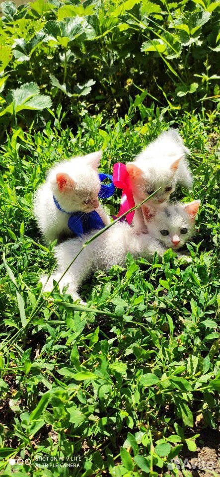 Белоснежные котята купить на Зозу.ру - фотография № 5