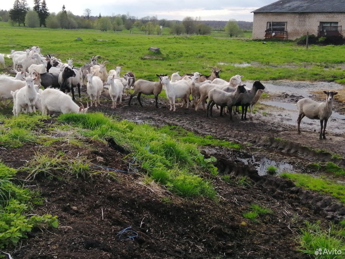 Овцы, козы дойные купить на Зозу.ру - фотография № 2