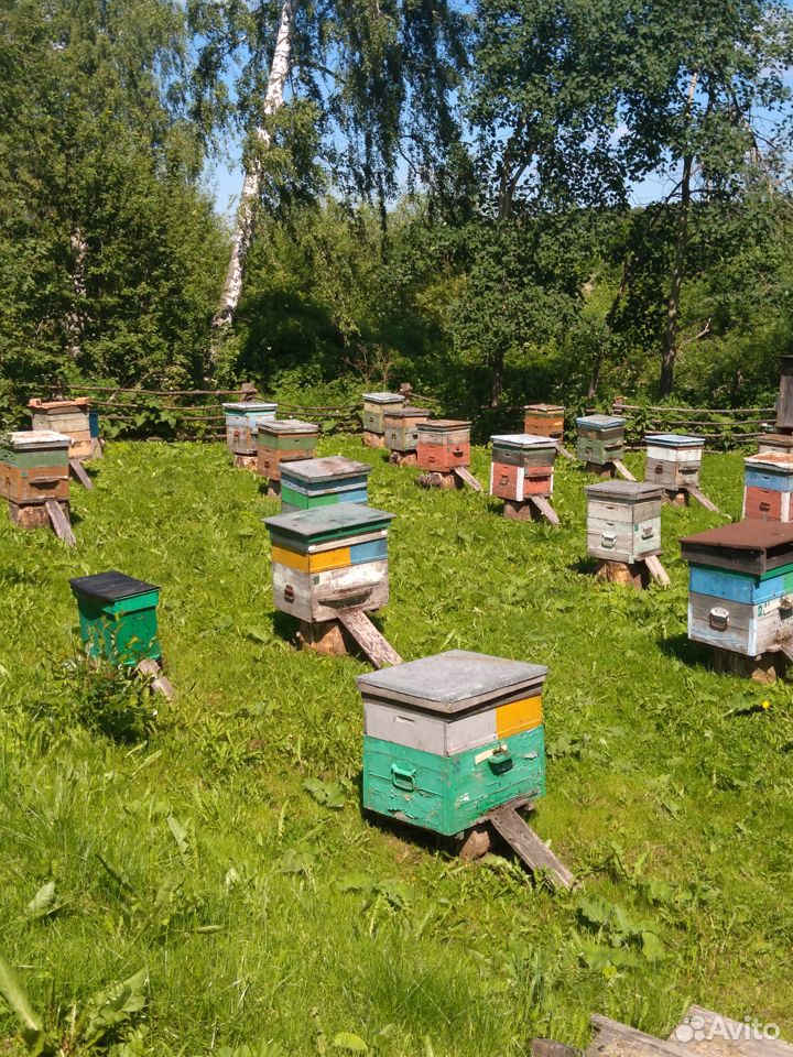 Пчёло семьи купить на Зозу.ру - фотография № 1