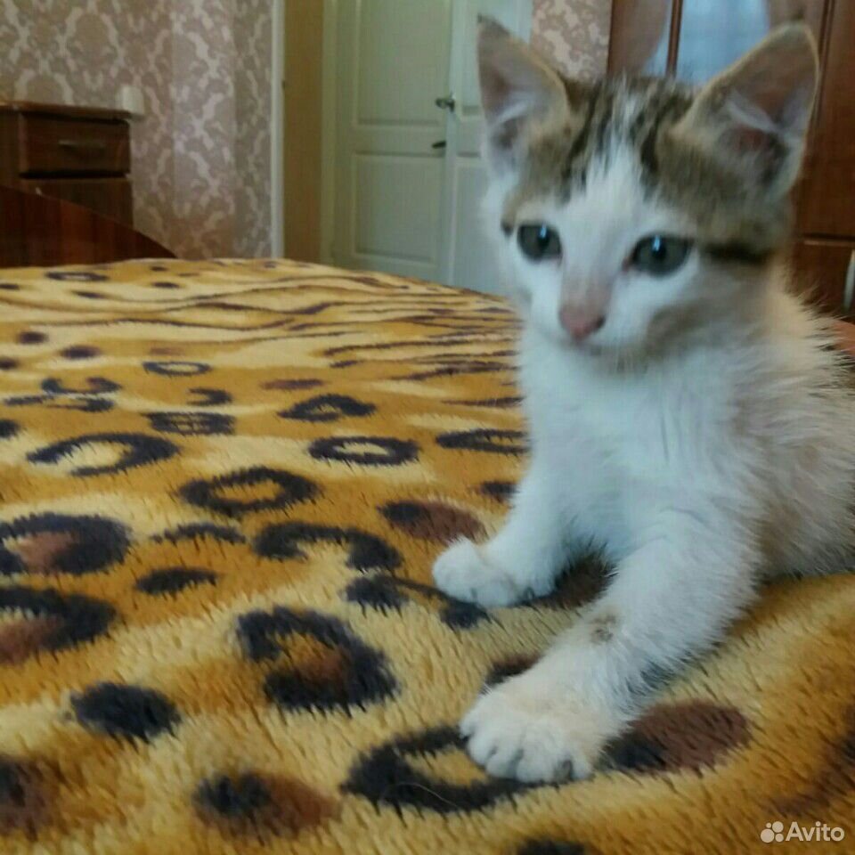 Кошка, котята, девочки купить на Зозу.ру - фотография № 6