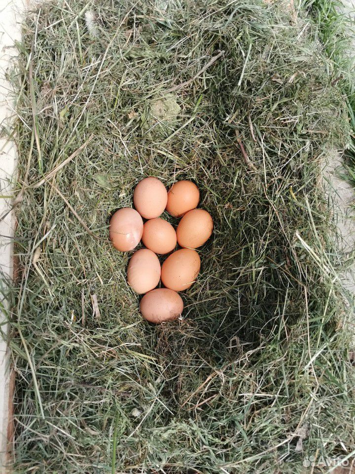 Яйца домашних курочек купить на Зозу.ру - фотография № 2