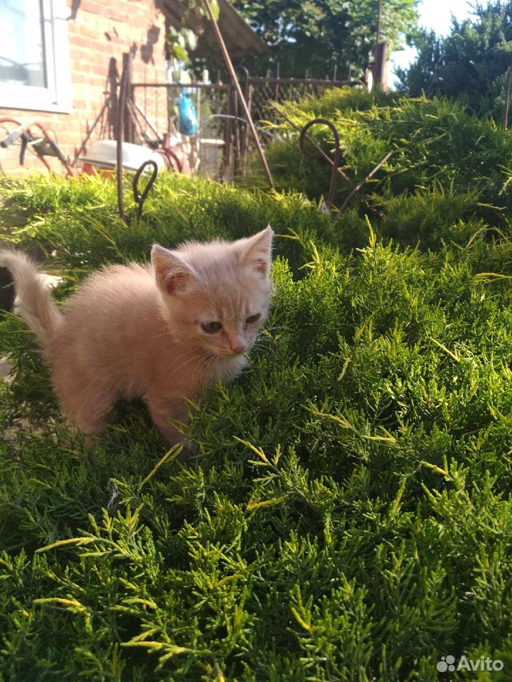 Рыжий котенок купить на Зозу.ру - фотография № 3