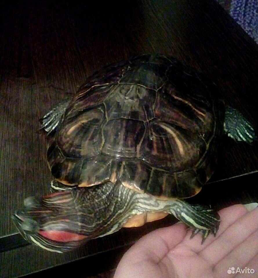 Отдам красноухую черепаху купить на Зозу.ру - фотография № 2