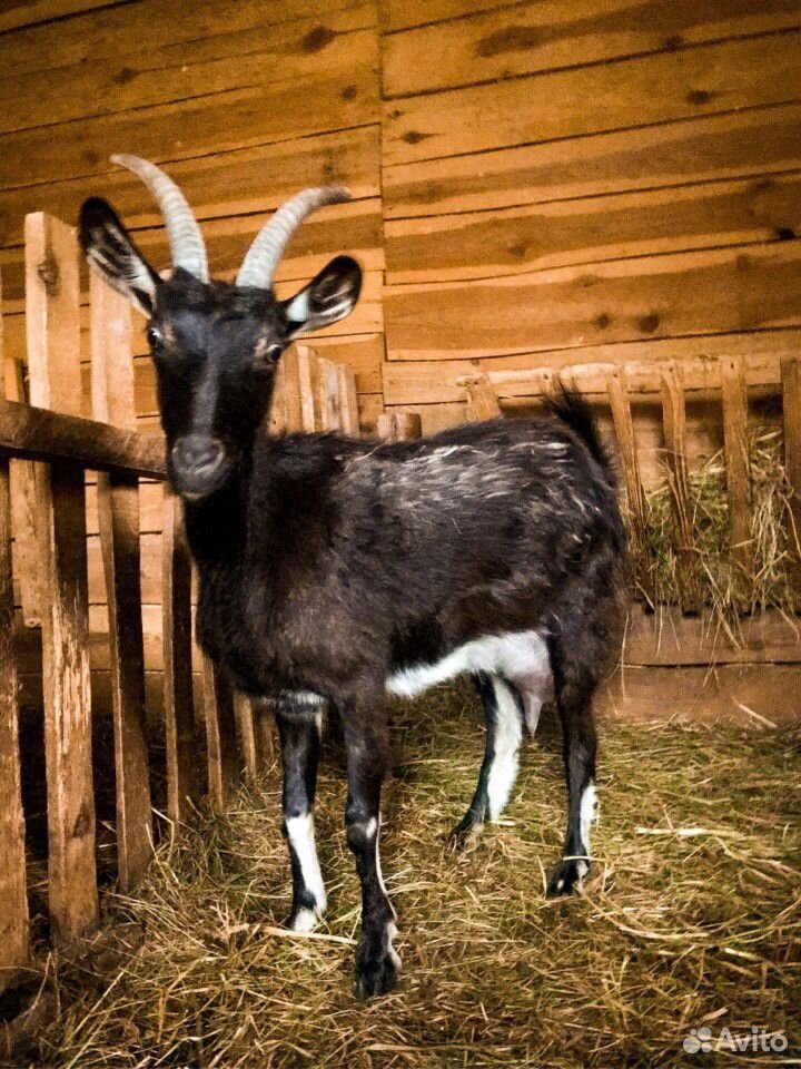 Породистые козы купить на Зозу.ру - фотография № 3