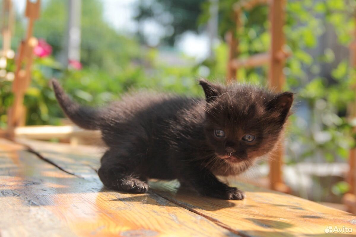 Маленькие котята купить на Зозу.ру - фотография № 2