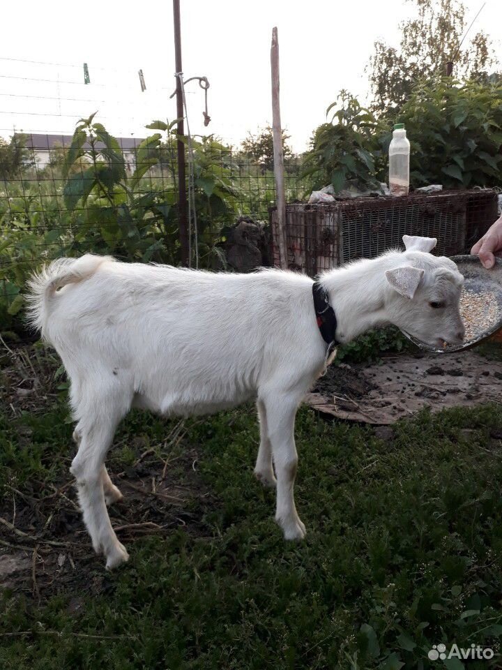 Коза дойная,козел на племя купить на Зозу.ру - фотография № 1
