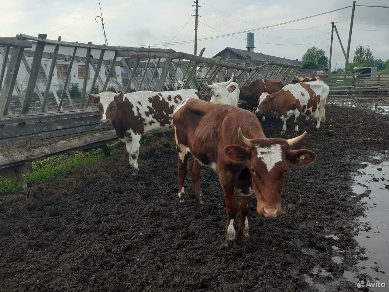 Продаются коровы купить на Зозу.ру - фотография № 3