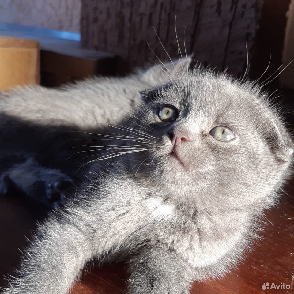 Продаются самые ласковые вислоухие котята купить на Зозу.ру - фотография № 8