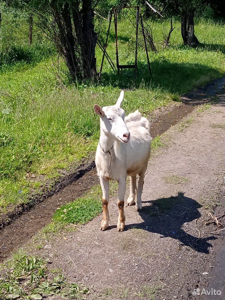 Продам козу дойную 4 года зовут Снежана.2-х козоче купить на Зозу.ру - фотография № 2