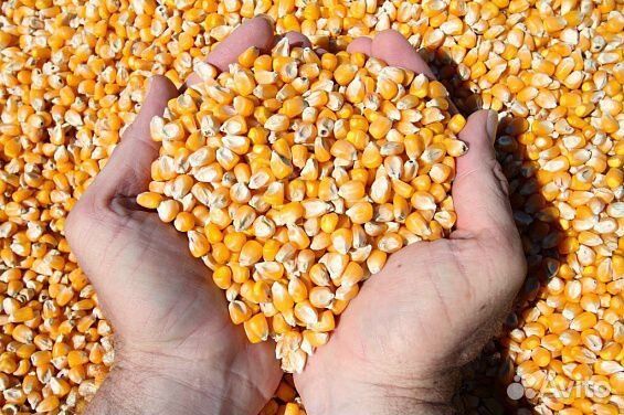Продаю кукурузное зерно купить на Зозу.ру - фотография № 1