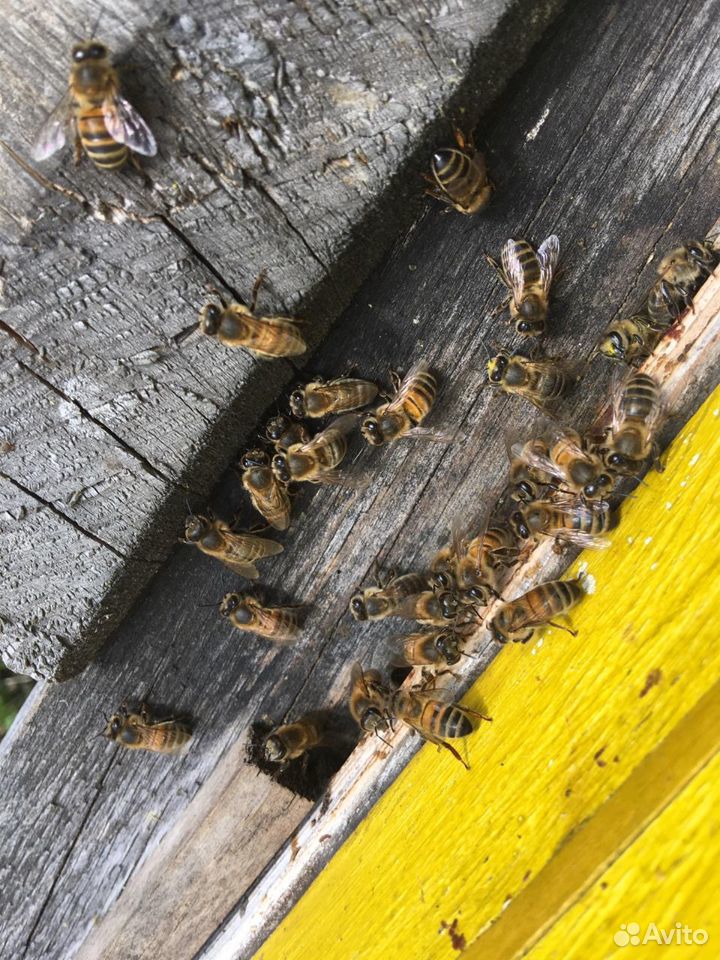 Пчёлы пчелосемьи рои купить на Зозу.ру - фотография № 2