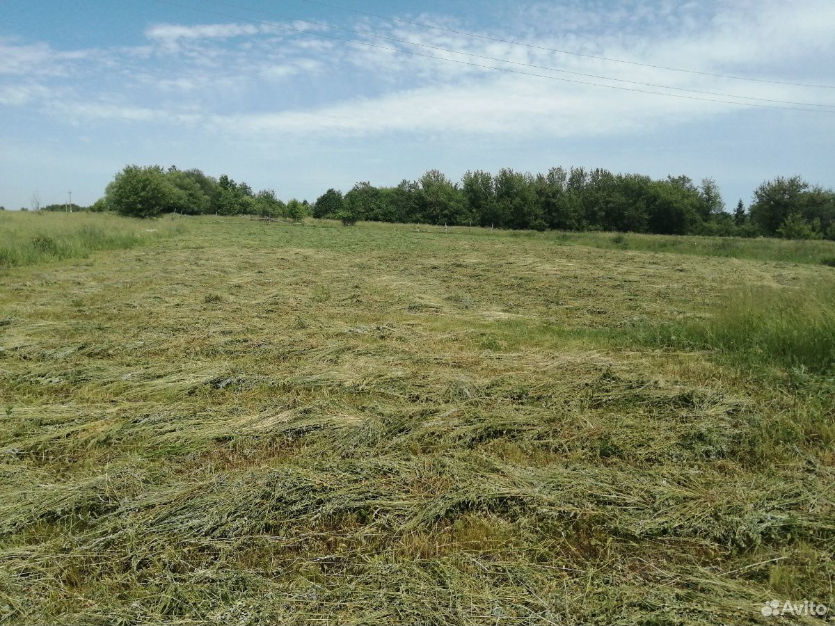 Трава скошенная, люцерна купить на Зозу.ру - фотография № 3