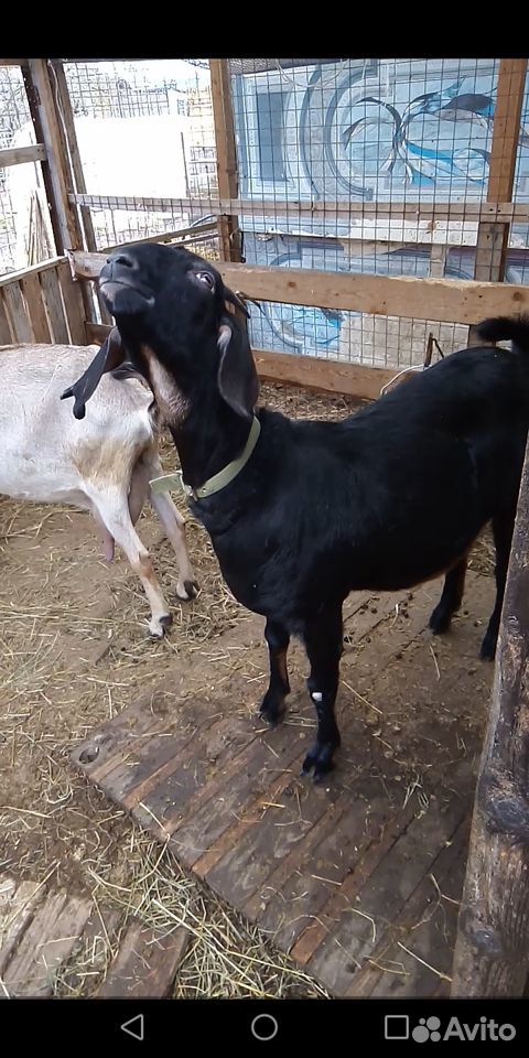 Англо-нубийские 2 козы купить на Зозу.ру - фотография № 4