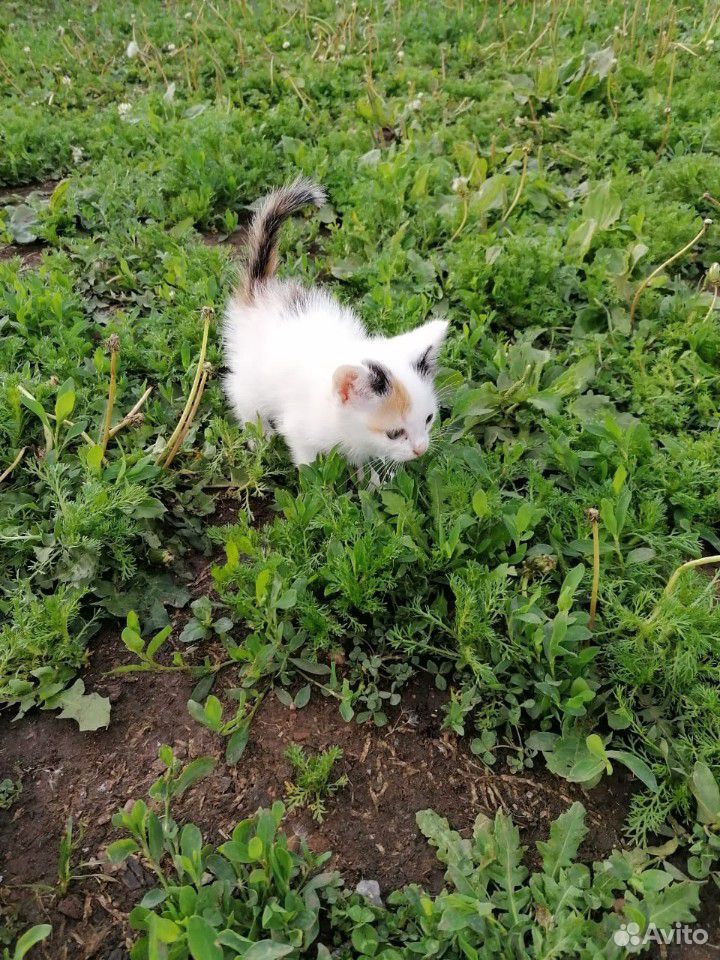 Трехцветные котята купить на Зозу.ру - фотография № 4