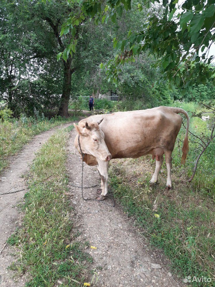 Корова и телята купить на Зозу.ру - фотография № 4