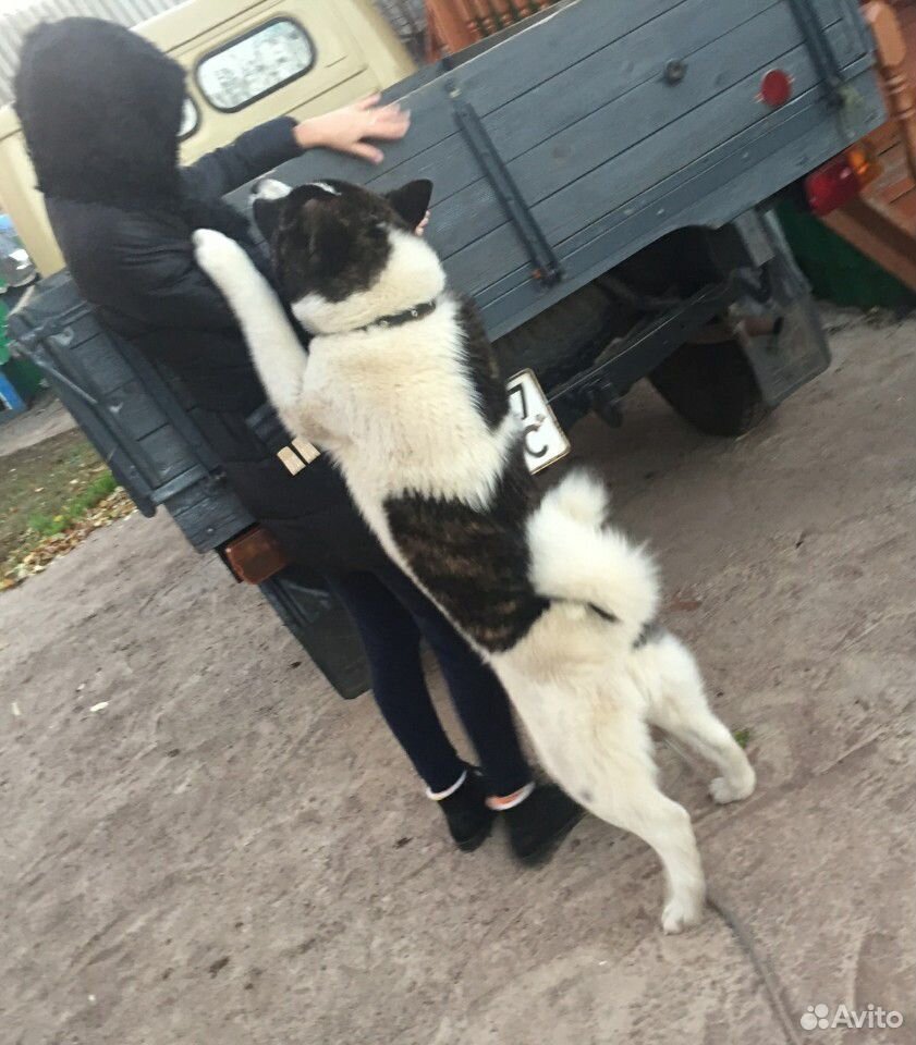 Отдам собаку в хорошие руки купить на Зозу.ру - фотография № 1