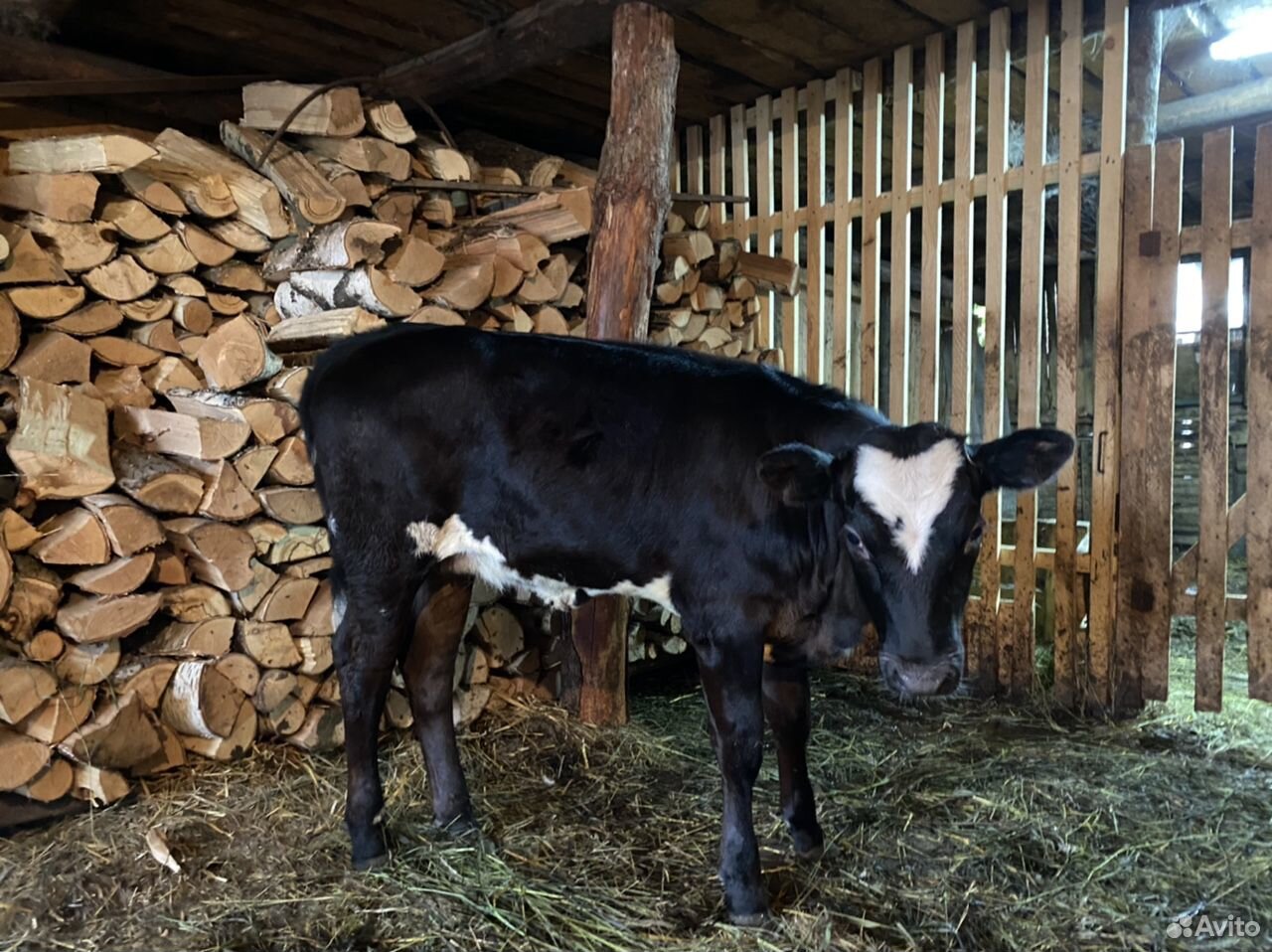 2 коровы, 2 теленка купить на Зозу.ру - фотография № 2