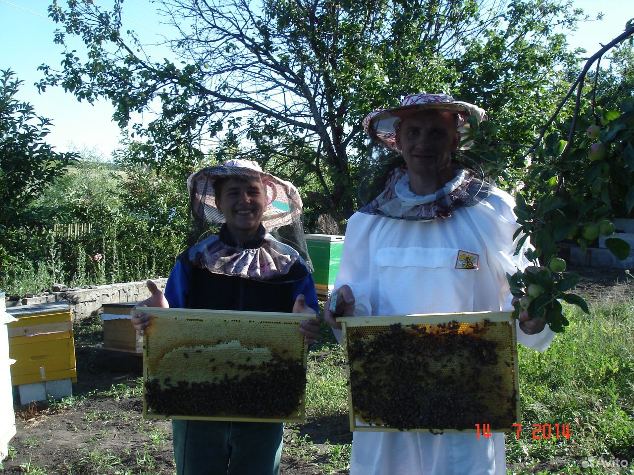 Пчелы-пасека купить на Зозу.ру - фотография № 1