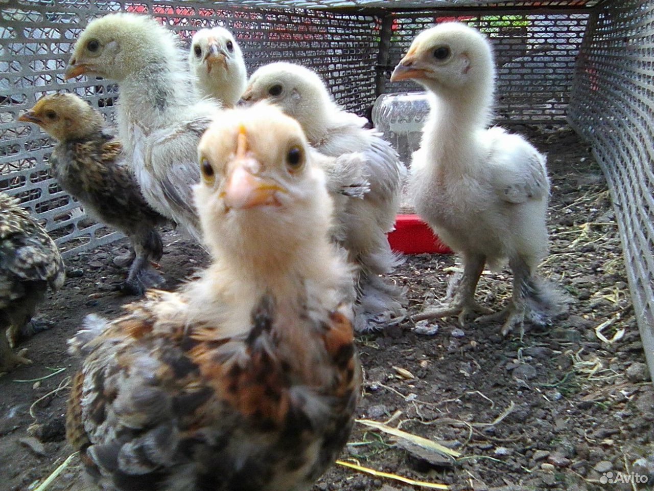 Фазаны,фазанята,цыплята купить на Зозу.ру - фотография № 2