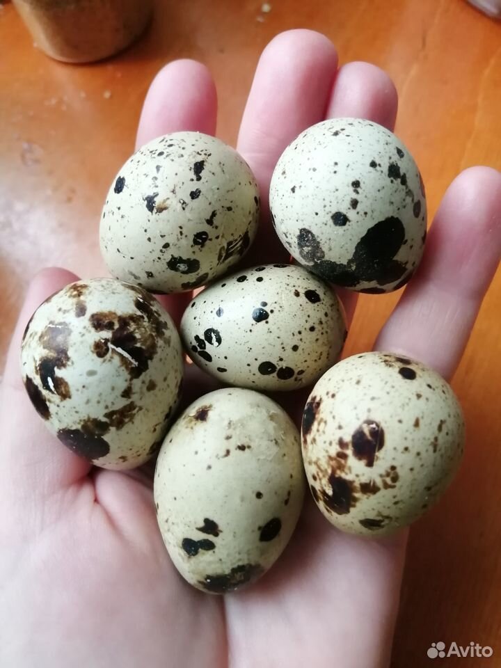 Продам перепелиные яйца купить на Зозу.ру - фотография № 3