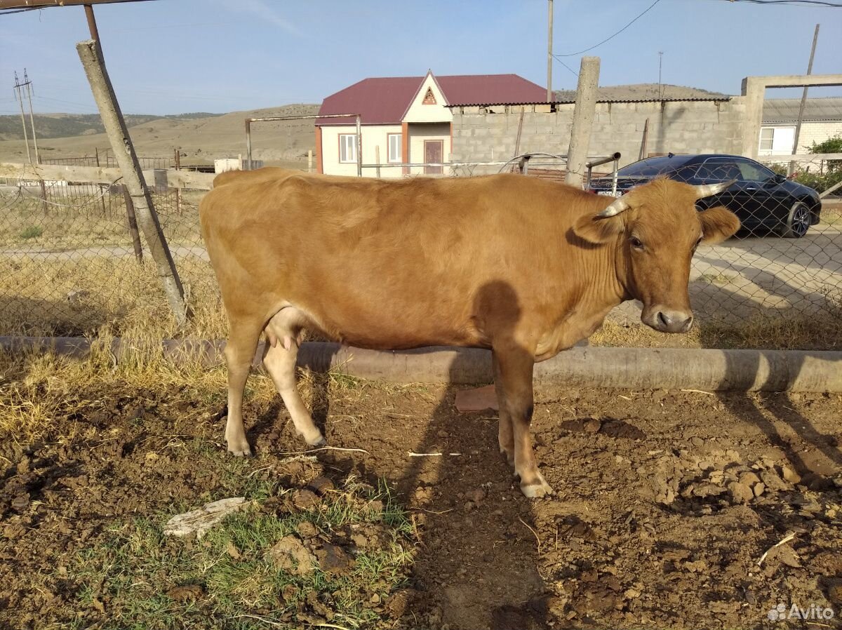 Корова и Бараны купить на Зозу.ру - фотография № 8