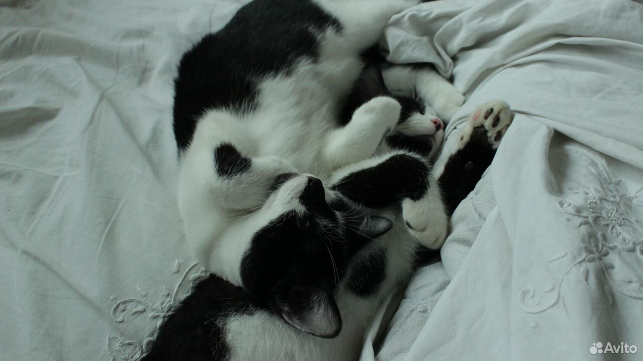 Ласковые черно-белые котята, отдам купить на Зозу.ру - фотография № 7