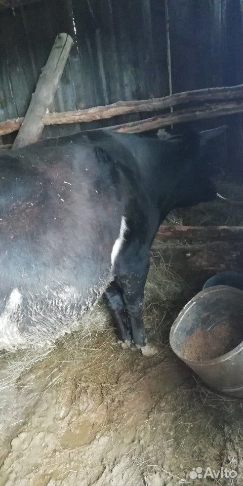 Годовалого быка купить на Зозу.ру - фотография № 3
