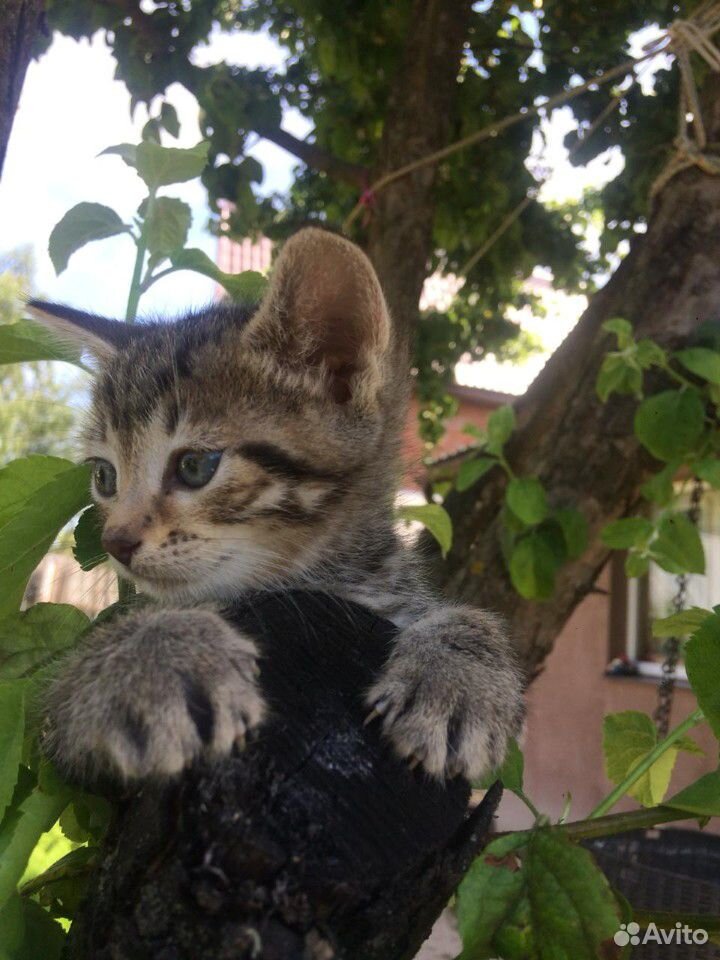 Котятки в добрые руки купить на Зозу.ру - фотография № 4