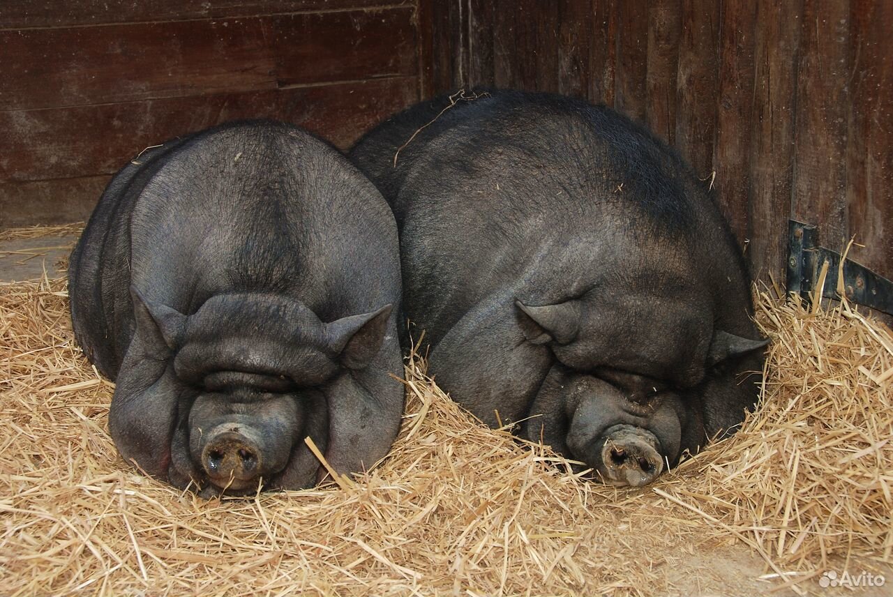 Китайские свиньи купить на Зозу.ру - фотография № 1