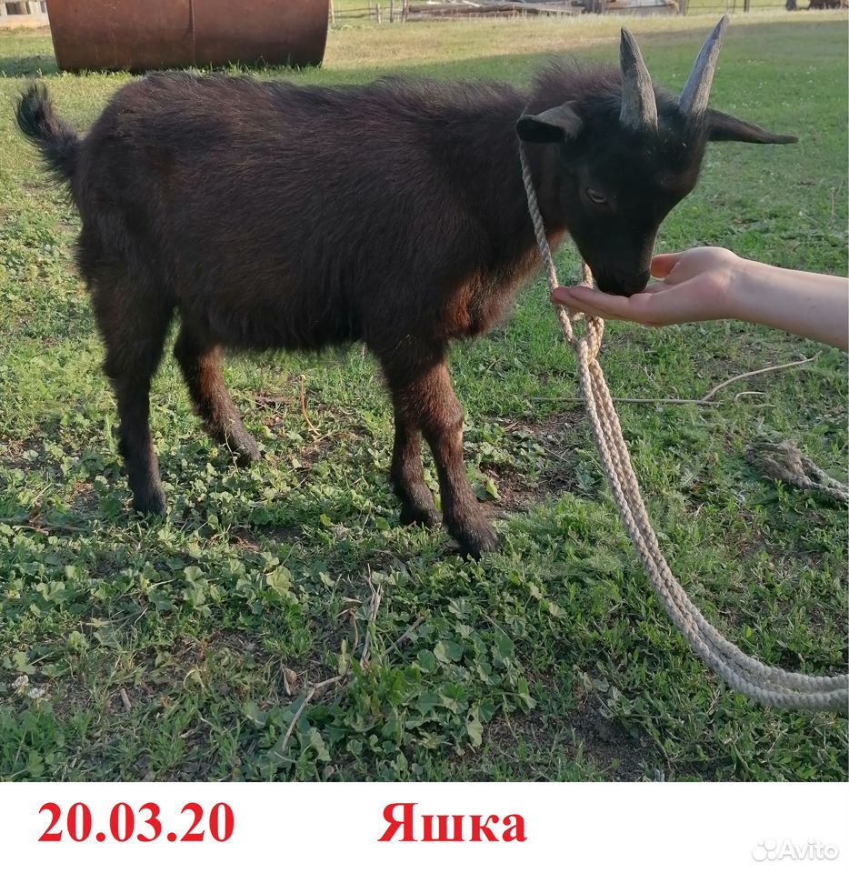 Коза, козлята купить на Зозу.ру - фотография № 3