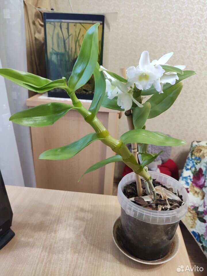 Орхидея Дендробиум купить на Зозу.ру - фотография № 2