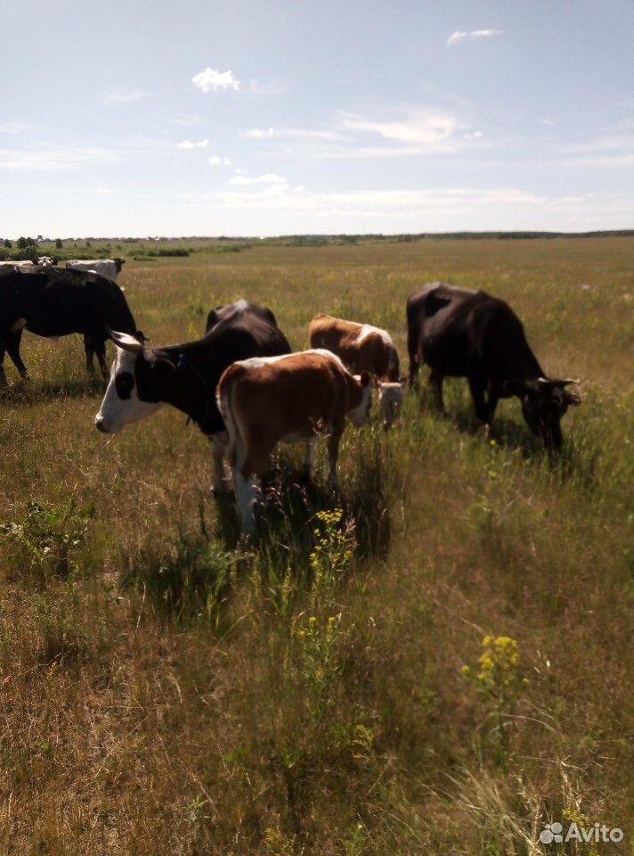Коровы телята купить на Зозу.ру - фотография № 1
