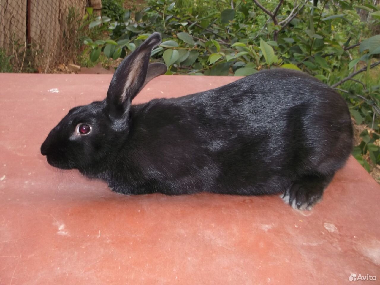 Кролики белый паннон и чёрно-бурые купить на Зозу.ру - фотография № 4