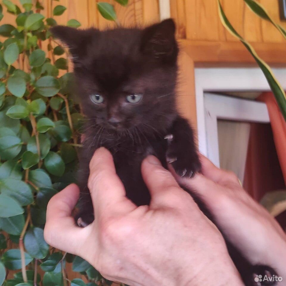 В добрые руки котят купить на Зозу.ру - фотография № 1