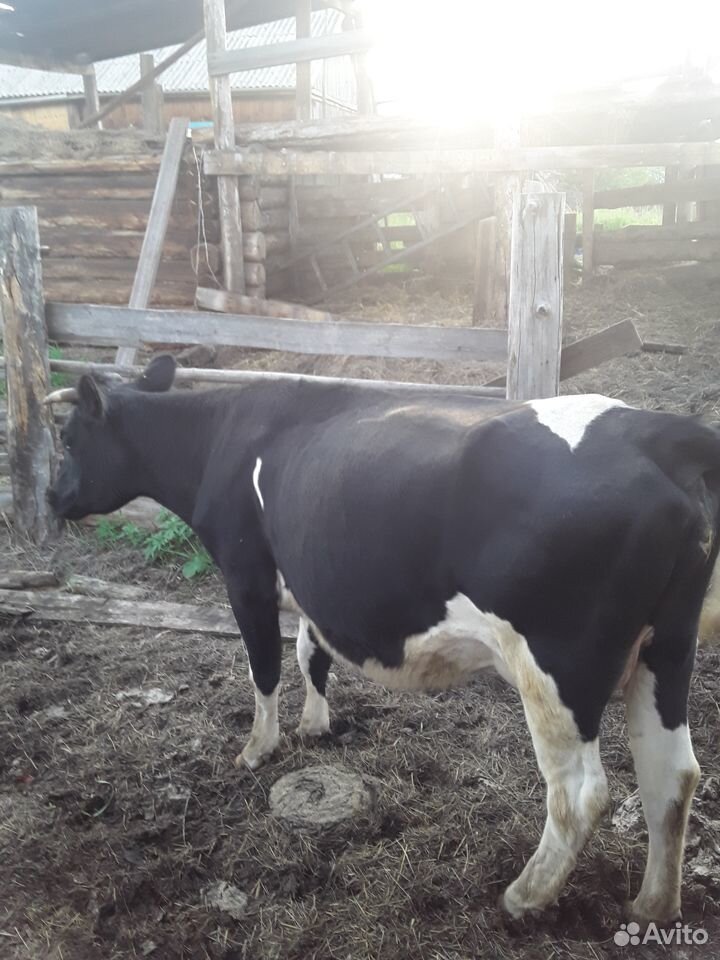 Продадим молочную корову купить на Зозу.ру - фотография № 4