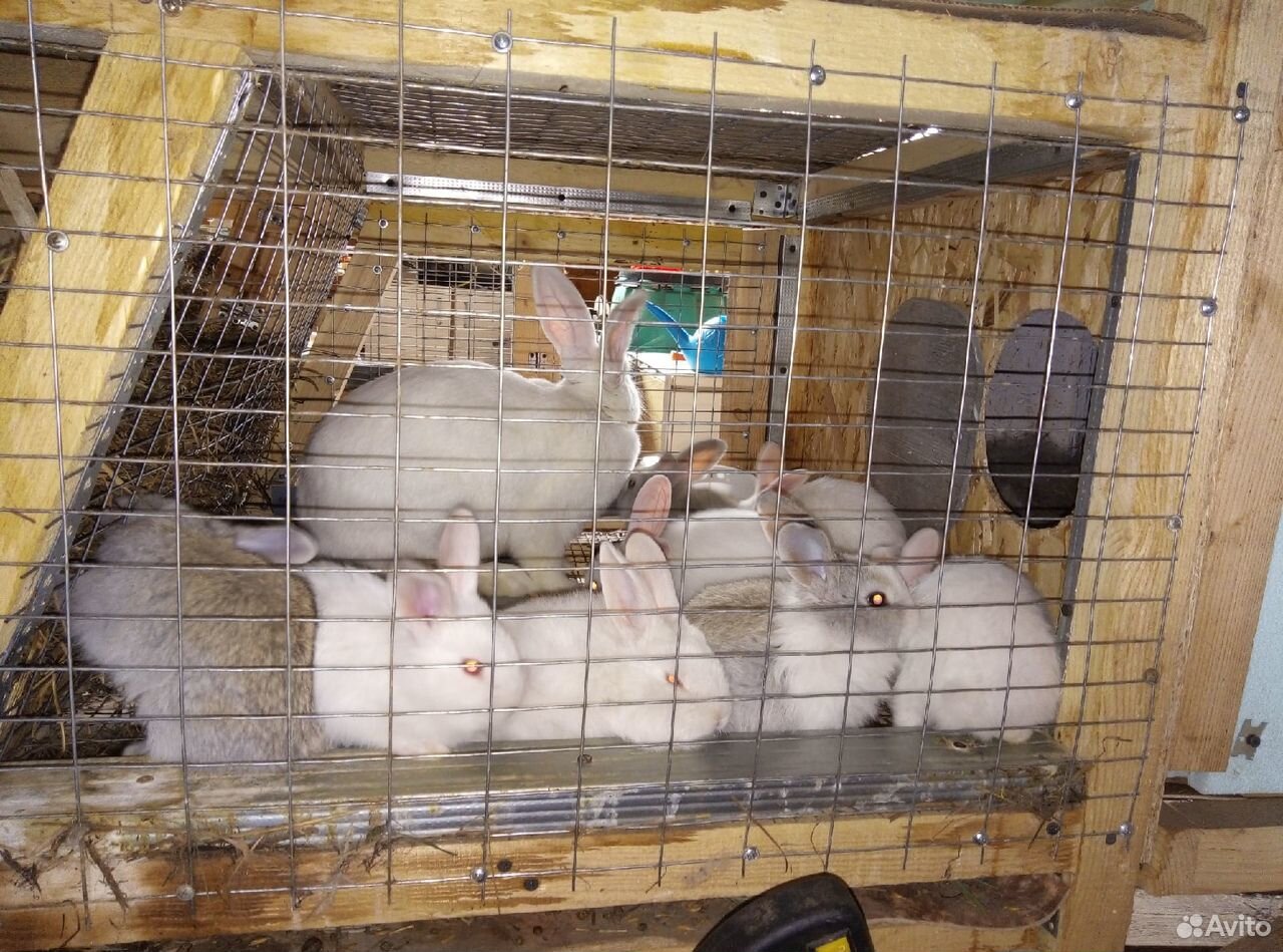 Кролики мясные купить на Зозу.ру - фотография № 2