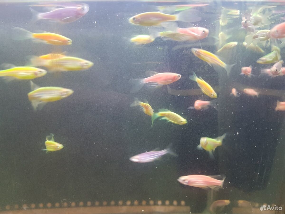 Рыбаданио GLO fish - светящиеся, флуоресцентные купить на Зозу.ру - фотография № 2