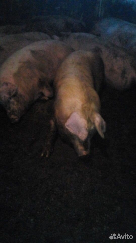 Мясные свиньи из деревни купить на Зозу.ру - фотография № 3