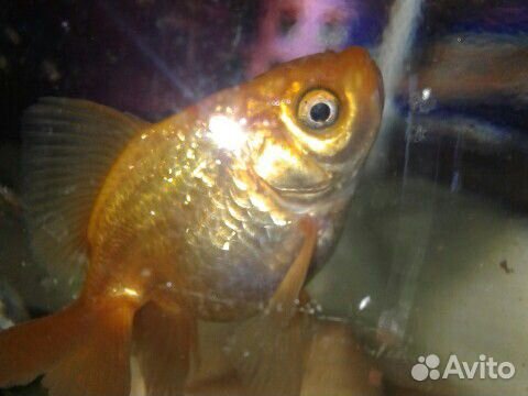 Золотая рыбка купить на Зозу.ру - фотография № 6