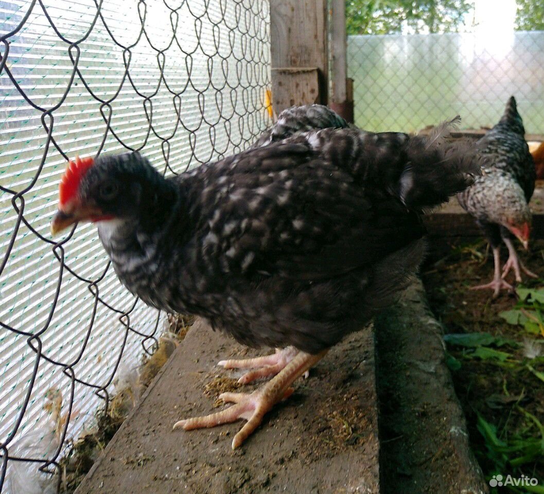 Цыплята порода плимутрок купить на Зозу.ру - фотография № 6