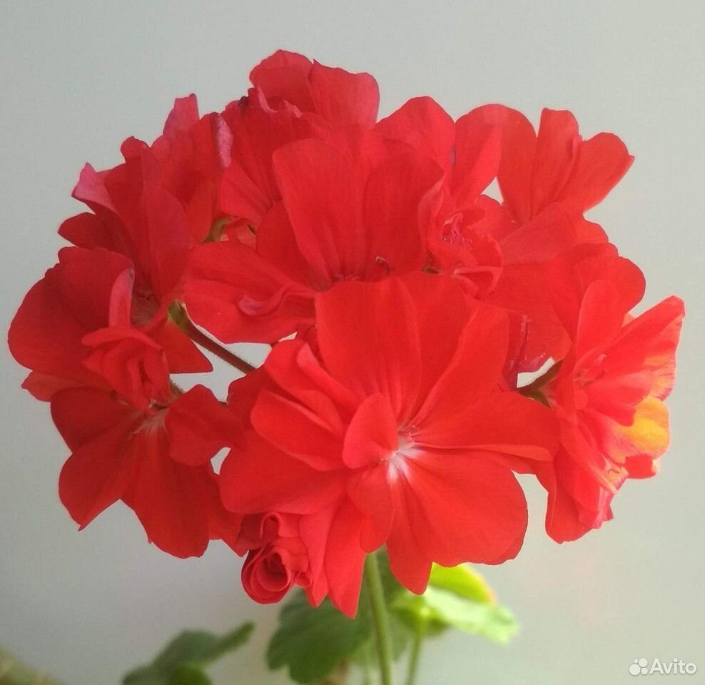 Комнатные цветы купить на Зозу.ру - фотография № 2