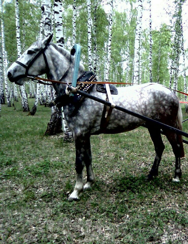 Продаю лошадей купить на Зозу.ру - фотография № 3