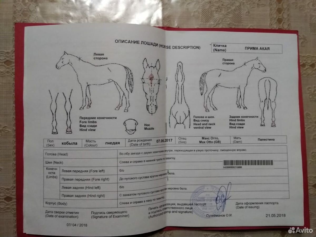 Лошадь купить на Зозу.ру - фотография № 7