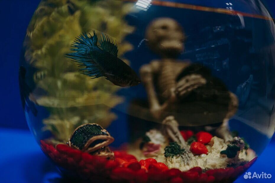 Шикарные аквариумные рыбки более 100 видов купить на Зозу.ру - фотография № 3